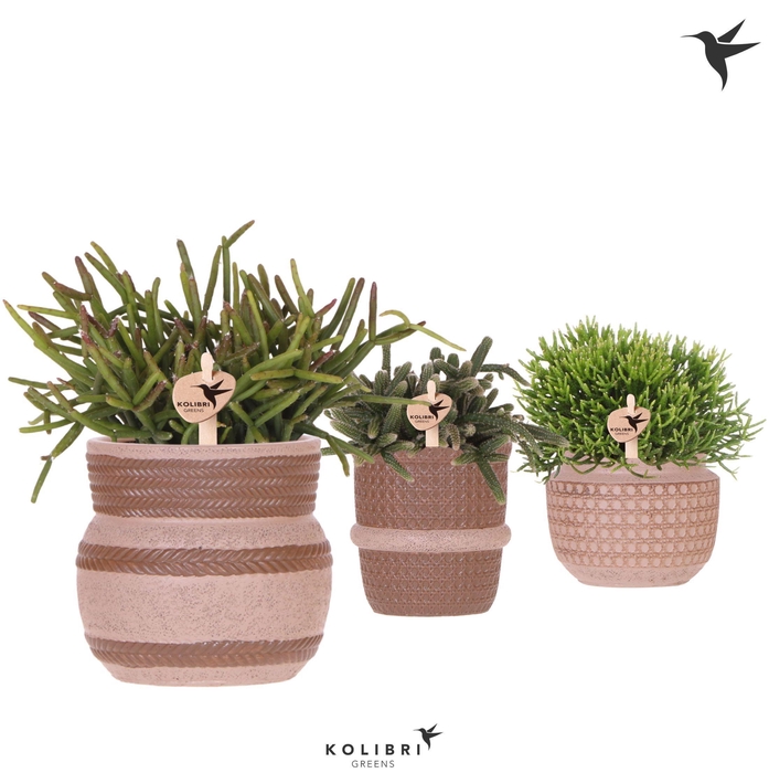 <h4>Kolibri Greens Rhipsalis mix in Ethnic pot sand mix</h4>