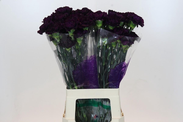 Dianthus St Florigene Moonvista