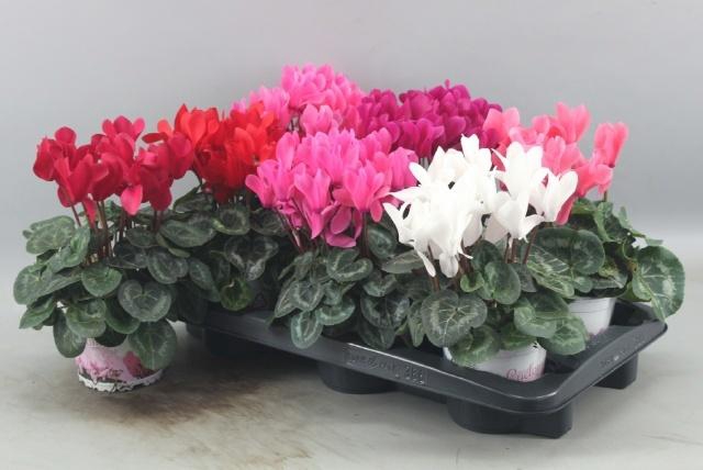 <h4>CYCL GR SUP XL</h4>