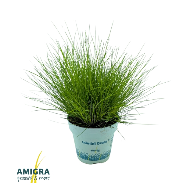 <h4>Deschampsia flexuosa AmiLime®</h4>