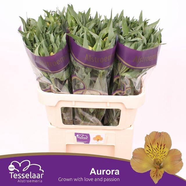 <h4>ALSTR AURORA</h4>