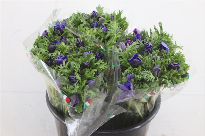 <h4>Anem Ex Blue</h4>