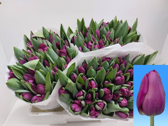 <h4>TU EN ROESKA</h4>