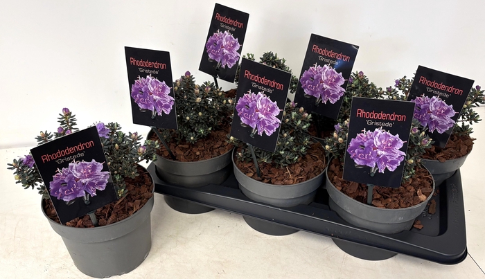 <h4>RHOD GRISTEDE</h4>