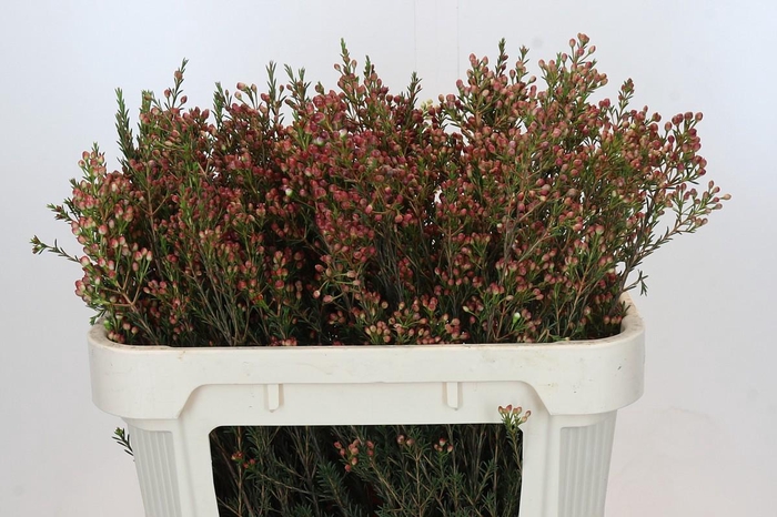 <h4>Chamelaucium Adi</h4>