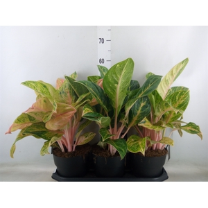 Aglaonema   ...