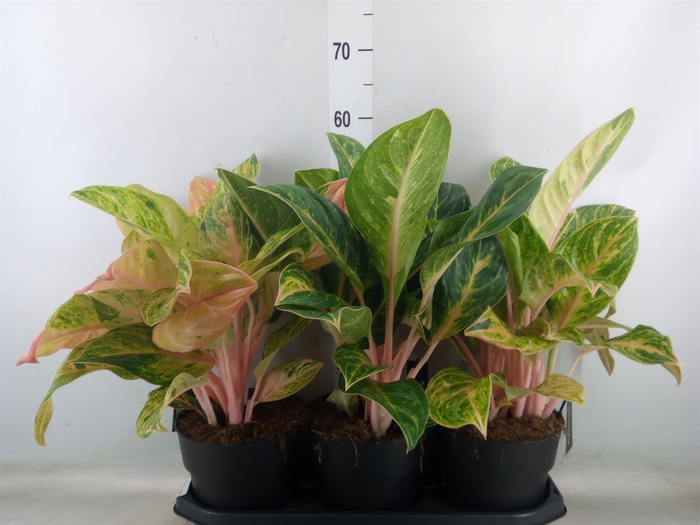 <h4>Aglaonema   ...</h4>