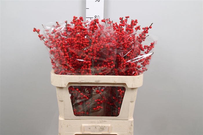 <h4>Ilex Ve Rode Bes</h4>