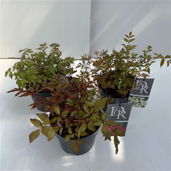 <h4>Astilbe mix in tray</h4>