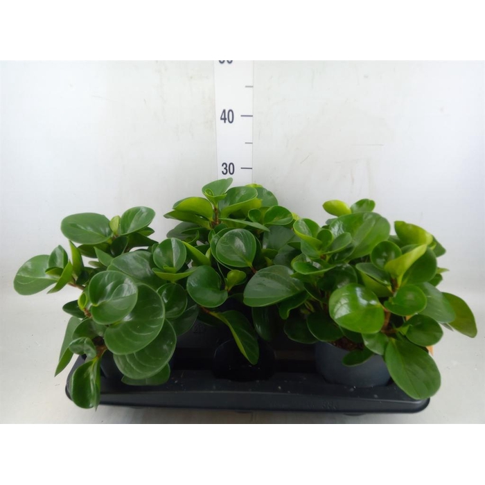 <h4>Peperomia obt. 'Green Gold'</h4>