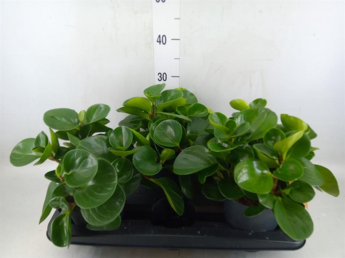 <h4>Peperomia obt. 'Green Gold'</h4>