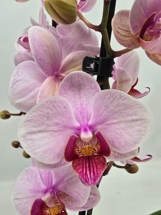 <h4>Limited 04 week 17</h4>