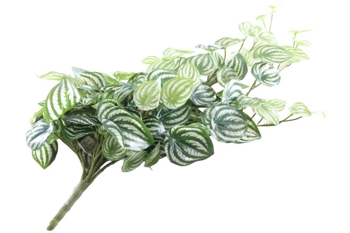 <h4>Peperomia Plant Green</h4>