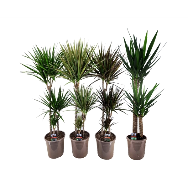 <h4>Marginata en Yucca mix</h4>
