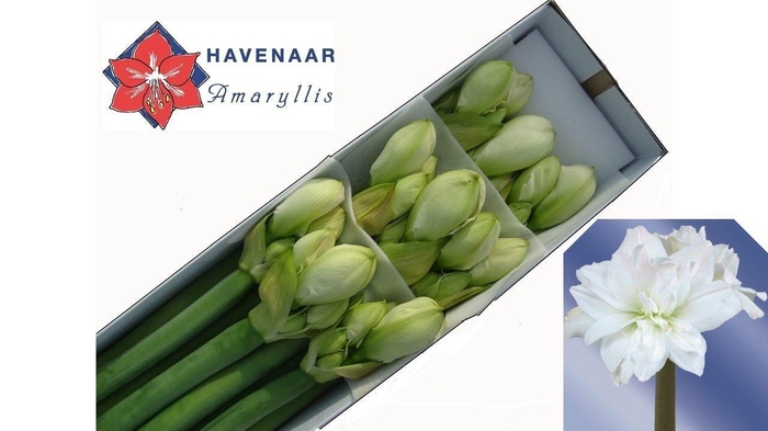 <h4>HIPP DG ARCTIC NYMPH</h4>