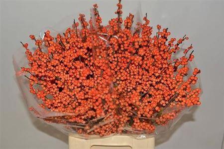 <h4>Ilex La Range</h4>