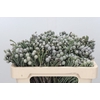 Kaaps Groen Silver Brunia