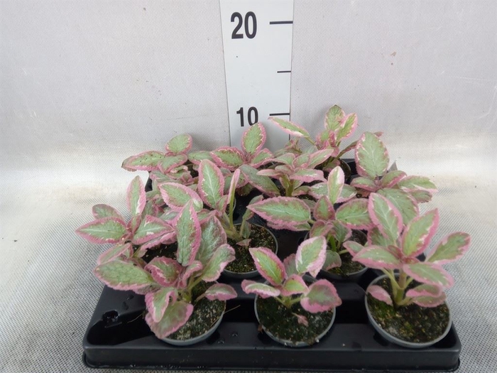 <h4>Episcia   ...</h4>