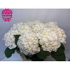 Hydrangea white verena