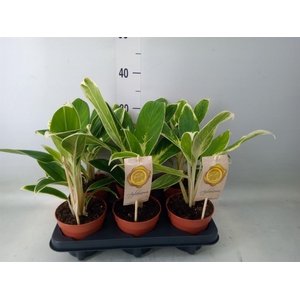 Aglaonema  'White Lime'