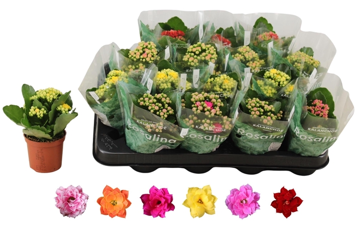 <h4>KAL GE RO GEM 6 KL</h4>