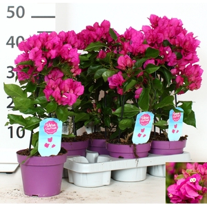 BOUGAINV VERA D P IM