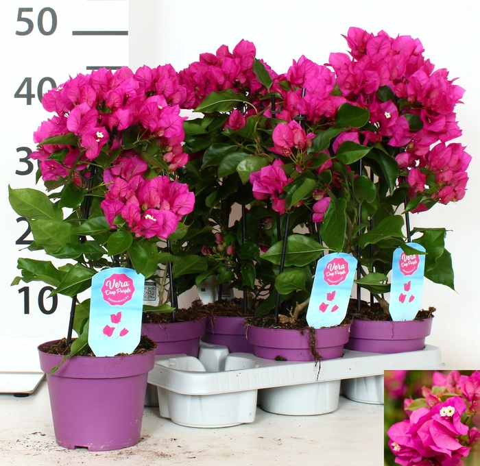 BOUGAINV VERA D P IM