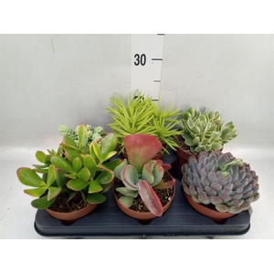 Succulents   ...