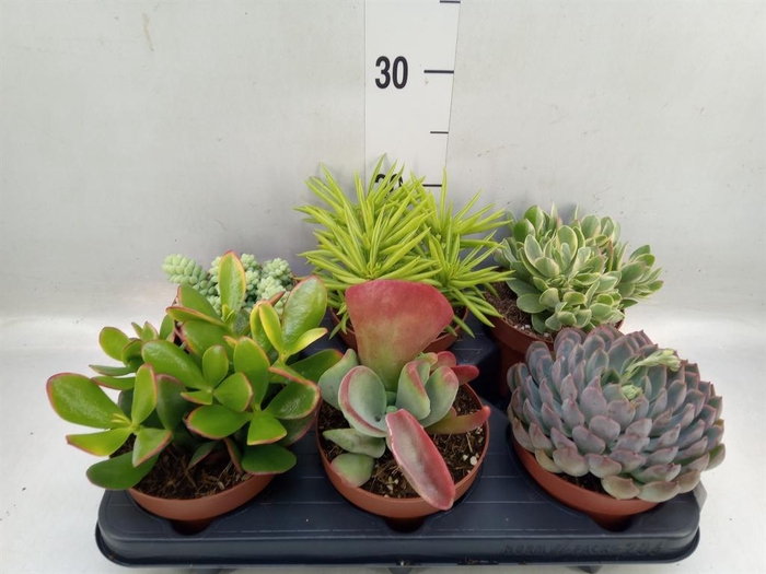 <h4>Succulents   ...</h4>