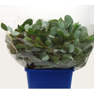 EUCA POPULIFOLIA 250