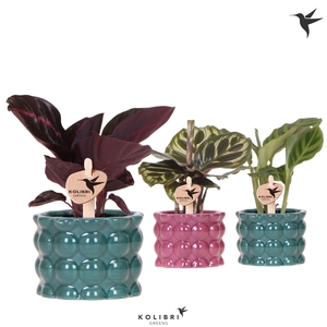 Kolibri Greens Calathea mix in Cotton pot green mix