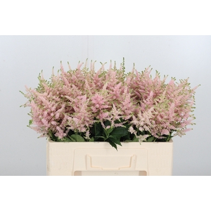 Astilbe Europa Roze