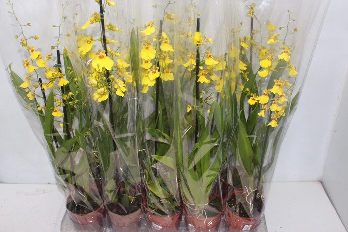 <h4>ONCIDIUM ALOHA P12</h4>