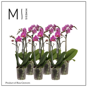 Phalaenopsis Dark Pink 2 spike - 9cm | Mimesis