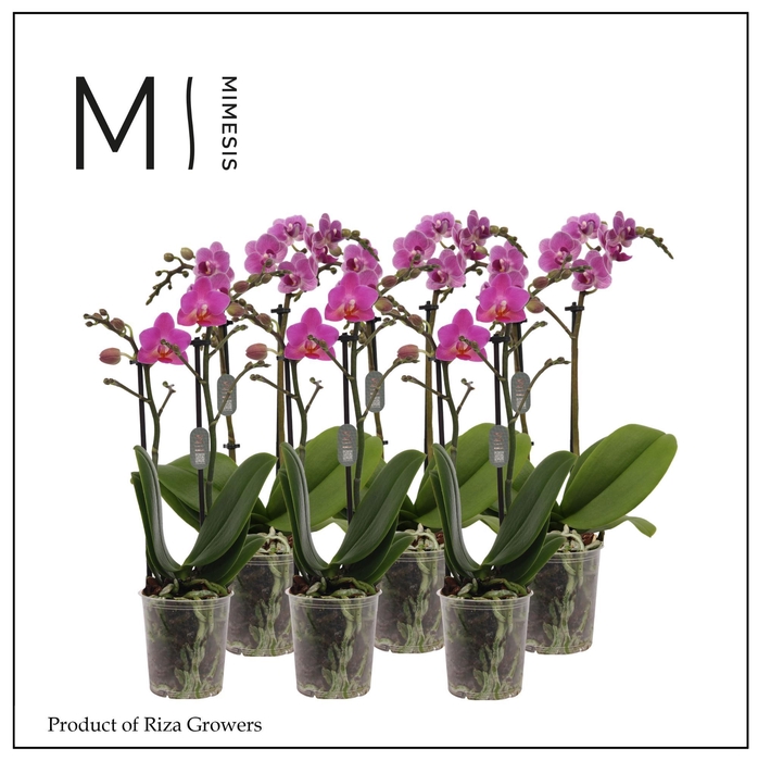 <h4>Phalaenopsis Dark Pink 2 spike - 9cm | Mimesis</h4>