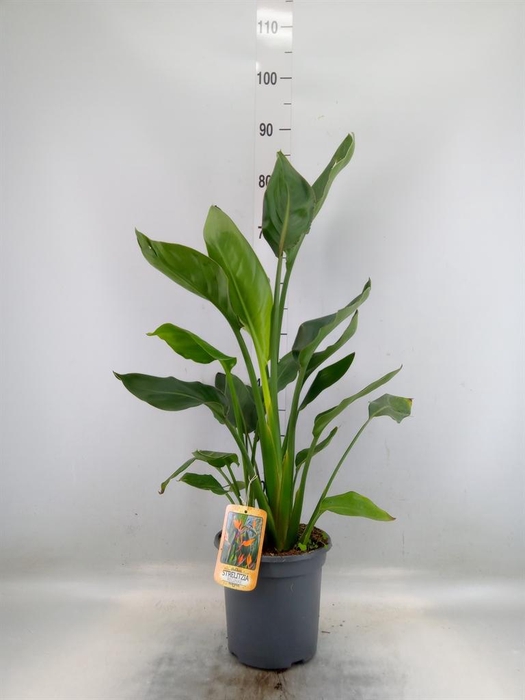<h4>Strelitzia nicolai</h4>
