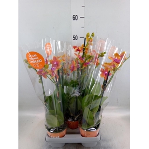 Phalaenopsis multi. 'Ant Bolgheri'