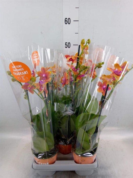 <h4>Phalaenopsis multi. 'Ant Bolgheri'</h4>