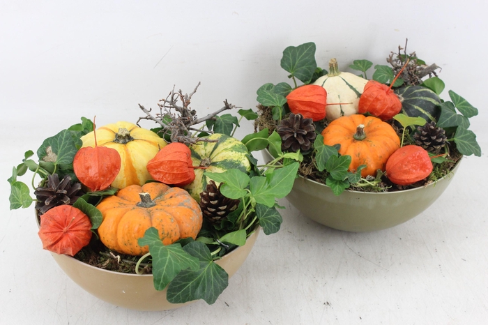 <h4>arr4 Sierfruit MB - Kunststof coupe x5</h4>