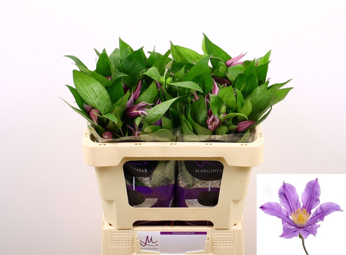 <h4>Clematis Amazing London Marginpar</h4>