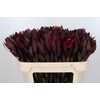 Leucadendron Saf Sunset Dark Red