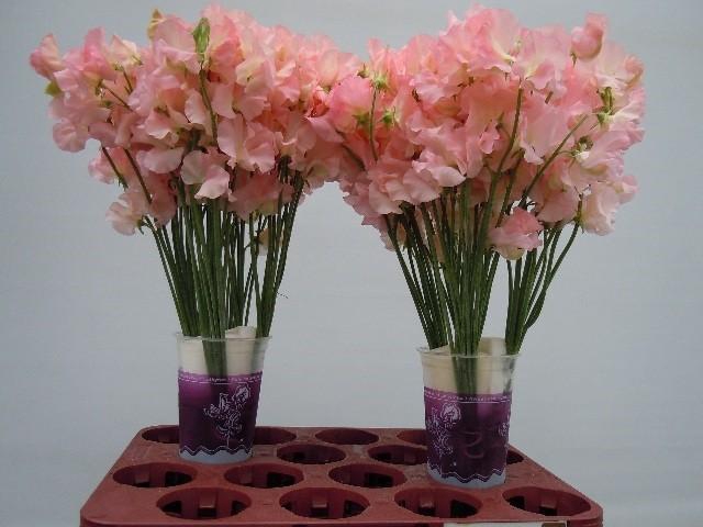 <h4>Lathyrus od salmon</h4>