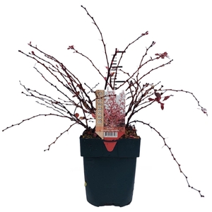 Berberis thunbergii 'Harlequin' P17