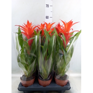 Guzmania  'Suerte Orange'