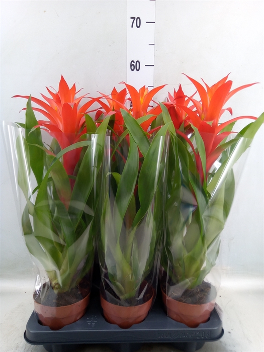 <h4>Guzmania  'Suerte Orange'</h4>