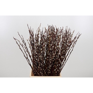 Salix Wilgenkatjes