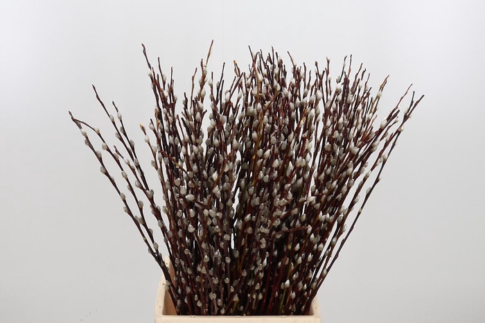 <h4>Salix Wilgenkatjes</h4>