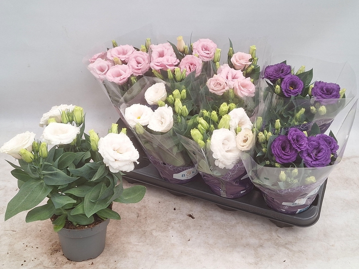 <h4>EUST JULIETTA GEM</h4>