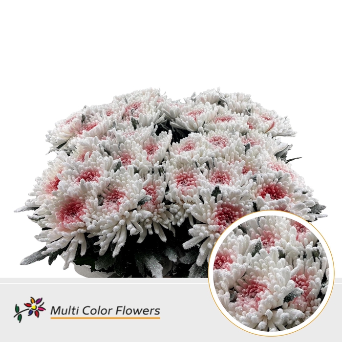 <h4>Chr G Topspin Marschmallow Roze</h4>