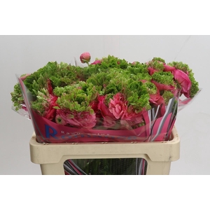 Ranunculus Romance Crown Sisteron